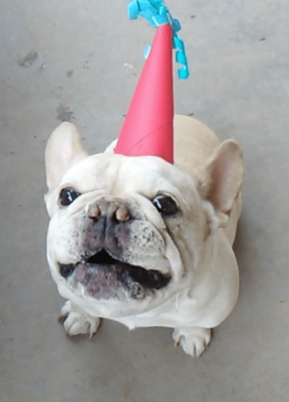 Happy Birthday to you Wally! Yes, I made him a hat and this is him on his actual birthday earlier this month. Hear how he asks for a hotdog treat  here .
