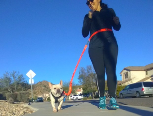 Wally, living his best life with the Stunt Runner by Stunt Puppy.